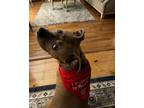 Adopt Mac a Brown/Chocolate - with White American Pit Bull Terrier / Mixed dog