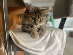 Adopt Lexi a Calico or Dilute Calico Domestic Mediumhair / Mixed (medium coat)