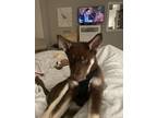 Adopt Bella a Brown/Chocolate - with White Husky / Mixed dog in Lincoln