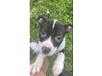 Adopt Georgia a Hound (Unknown Type) / Boxer dog in Irwin, PA (41393660)