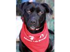 Adopt Willow a Black - with White Labrador Retriever dog in Atlanta