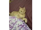 Adopt Bunny a Orange or Red Tabby Domestic Shorthair / Mixed (short coat) cat in