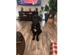 Adopt Luna a Black Cane Corso / Mixed dog in Weymouth, MA (41392236)