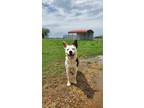 Adopt Badger a White - with Black Blue Heeler dog in Opelousas, LA (41219181)