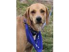 Adopt Second Time Around Beau a Brindle - with White Redbone Coonhound / Hound