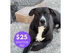 Adopt Apollo a Black - with White Pit Bull Terrier dog in Bolivar, MO (40935209)