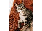 Adopt Wiley a Tiger Striped Tabby / Mixed (short coat) cat in Victor