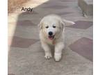 Adopt Andy a White - with Tan, Yellow or Fawn Australian Shepherd / Mixed dog in