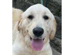 Adopt Cream Sicle Sammie a White Golden Retriever / Mixed dog in Mishawaka