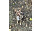 Adopt Roo a Brown/Chocolate - with White German Shepherd Dog / Mixed dog in