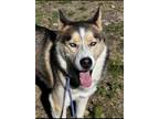 Adopt SKY a Brown/Chocolate - with White Husky / Mixed dog in Nanuet