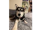 Adopt Loki a Gray/Silver/Salt & Pepper - with White Husky / Mixed dog in