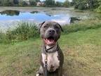 Adopt Otto a Gray/Silver/Salt & Pepper - with White American Staffordshire