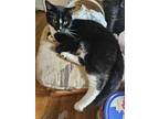 Adopt Jojo a Black & White or Tuxedo Domestic Shorthair / Mixed (short coat) cat