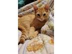 Adopt Beatrice a Orange or Red American Shorthair / Mixed (short coat) cat in
