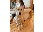 Adopt Chase a Tan/Yellow/Fawn Labrador Retriever / Mixed dog in Palmyra