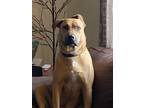 Adopt Oliver a Tan/Yellow/Fawn - with White American Pit Bull Terrier / Shepherd