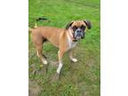 Adopt Moose a Tan/Yellow/Fawn - with White Boxer / Pug / Mixed dog in Bradford