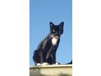 Adopt Kiss a Black & White or Tuxedo Domestic Shorthair / Mixed (short coat) cat