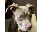 Adopt Nylah a Gray/Silver/Salt & Pepper - with White American Pit Bull Terrier /