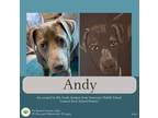 Adopt Andy a Gray/Blue/Silver/Salt & Pepper Labrador Retriever dog in