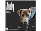 Adopt Andy a Gray/Blue/Silver/Salt & Pepper Labrador Retriever dog in