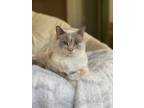 Adopt Purrl a White (Mostly) Siamese / Mixed (medium coat) cat in Enid