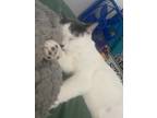 Adopt Boo a White (Mostly) Domestic Shorthair / Mixed (short coat) cat in