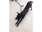 Adopt PJ a Black Labrador Retriever / Spitz (Unknown Type