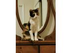 Adopt Gingersnap a Tortoiseshell Domestic Shorthair / Mixed (short coat) cat in