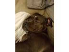 Adopt Bella a Black - with Gray or Silver American Pit Bull Terrier / Mixed dog