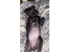 Adopt Nova a Black Labrador Retriever / Mixed dog in Auburn, AL (41141034)