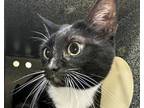 Adopt Cirilla a Black & White or Tuxedo Domestic Shorthair (short coat) cat in