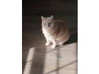 Adopt Sandy a Tan or Fawn American Shorthair / Mixed (short coat) cat in