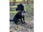 Adopt Dozer a Black Labrador Retriever / German Shorthaired Pointer / Mixed dog