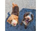 Adopt Lippy a Brown/Chocolate - with White Bernese Mountain Dog / Poodle