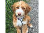 Adopt Lippy a Brown/Chocolate - with White Bernese Mountain Dog / Poodle