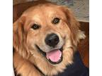 Adopt Joe a Red/Golden/Orange/Chestnut Golden Retriever dog in Louisville