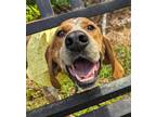 Adopt Cornbread a Tan/Yellow/Fawn - with White Coonhound / Mixed dog in Hilton
