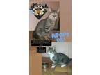 Adopt Mylo and Daisy a Tiger Striped Domestic Shorthair / Mixed (short coat) cat