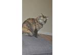 Adopt Ademi a Tortoiseshell Domestic Longhair / Mixed (long coat) cat in