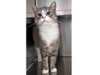 Adopt Broadway a Gray or Blue Domestic Shorthair / Domestic Shorthair / Mixed