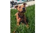 Adopt Merida a Brown/Chocolate Mixed Breed (Small) / Mixed dog in Luling