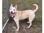 Adopt Zelda a Tan/Yellow/Fawn Husky / Mixed dog in Burton, MI (39297771)