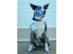 Adopt Goose a Merle Cattle Dog / Shepherd (Unknown Type) / Mixed dog in New