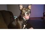 Adopt Lotto a Black - with White American Pit Bull Terrier / Mixed dog in