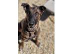 Adopt Jacko a Brindle Dutch Shepherd / Mixed dog in Williamsburg, VA (41084362)