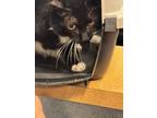 Adopt Ruby a All Black Domestic Shorthair / Domestic Shorthair / Mixed cat in
