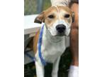 Adopt Lady a White American Pit Bull Terrier / Great Pyrenees / Mixed (short