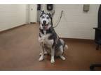 Adopt 84966 Panda a Gray/Blue/Silver/Salt & Pepper Husky / Mixed dog in Spanish